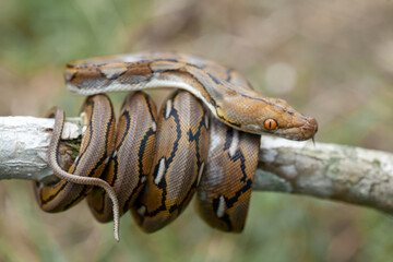 Phyton, The Big Sanca From Borneo 