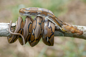 Phyton, The Big Sanca From Borneo 