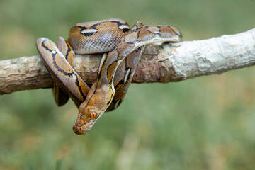 Phyton, The Big Sanca From Borneo 