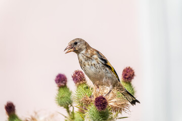 European goldfinch with juvenile plumage, feeding on the seeds of thistles. Carduelis carduelis.