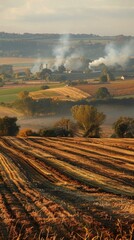 Fototapeta premium Rice fields under the setting sun: The golden rice fields look particularly beautiful under the setting sun, and the rice ears sway gently in the breeze. Autumn, outdoor, city, breath of life, nature,