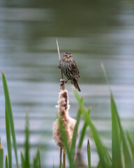 Female Red-Winged Black Bird
