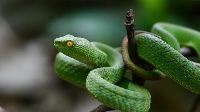 Large-eyed Green Pit Viper snake in Thailand and Southeast Asia.