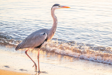 A heron hunting in the sea. Grey heron on the hunt