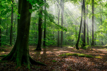Sunny morning in the forest
