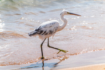 White Western Reef Heron (Egretta gularis) at Sharm el-Sheikh beach, Sinai, Egypt