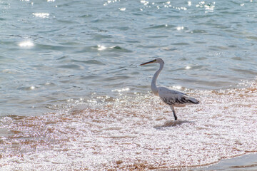 White Western Reef Heron (Egretta gularis) at Sharm el-Sheikh beach, Sinai, Egypt