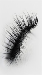 Obraz premium Delicate Black Fluffy Artificial Eyelashes in Precise Macro Photographic Realism
