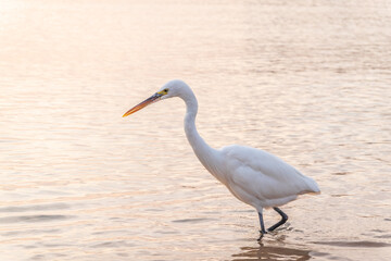 Great egret (Ardea alba), a medium-sized white heron fishing on the sea beach