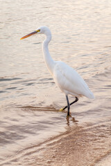 Great egret (Ardea alba), a medium-sized white heron fishing on the sea beach