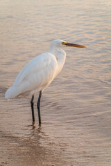 Great egret (Ardea alba), a medium-sized white heron fishing on the sea beach