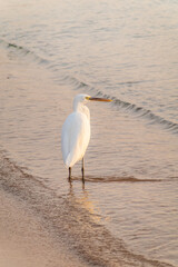 Great egret (Ardea alba), a medium-sized white heron fishing on the sea beach