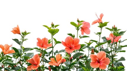 Obraz premium Hibiscus shrub in white backdrop blooming