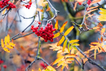 Rowan branches with red berries and yellow leaves