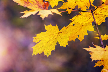 Yellow maple leaves in the forest on a tree on a sunny autumn day