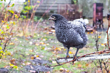 Gray variegated chicken in the garden on a pole
