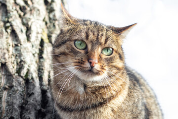 A brown tabby cat near a tree trunk in autumn in sunny weather