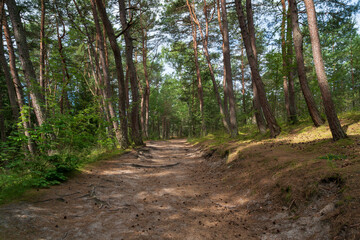 View of the coniferous pine forest on a sunny summer day, Curonian Spit, Kaliningrad region, Russia