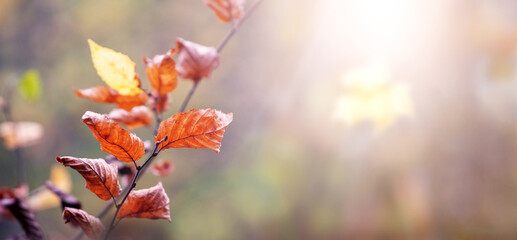 Tree branch with dry brown leaves in forest on blurred background on sunny day, copy space