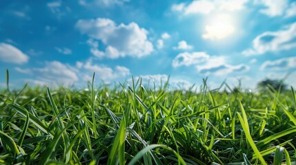 Obraz premium Grassy Field on a Bright Summer Day as a Natural Backdrop