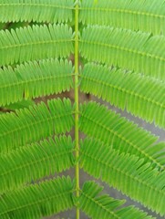 Green leaves pattern texture background 