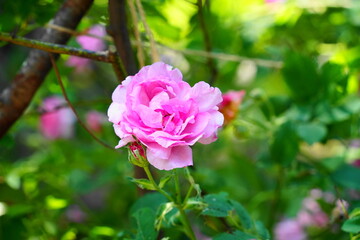 濃いピンク色のばらの花のアップ