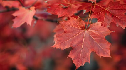 Fototapeta premium Closeup of maple leaves turning red, symbolizing change, focus on, seasonal theme, whimsical, overlay, nature reserve backdrop
