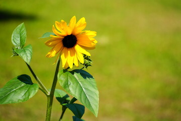 Fototapeta premium sunflower