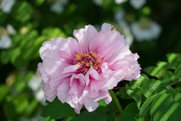 Obraz premium 牡丹の華やかな一瞬