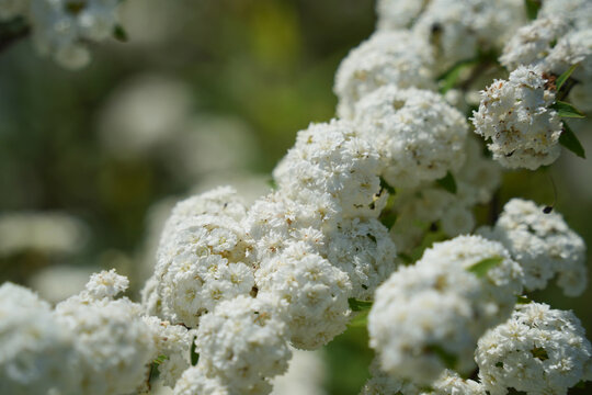 しょうママ様【処分/訳あり】押し花素材：コデマリ 240個（263） しょうママ様処分⁄訳あり押し花素材：コデマリ 240個（263）