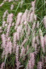 close up of a decorative plant