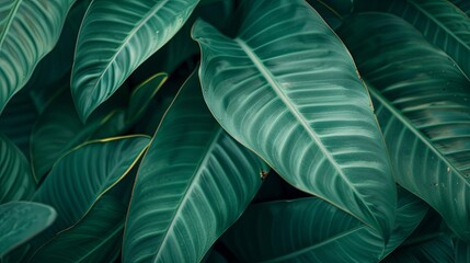 Closeup leaf texture.