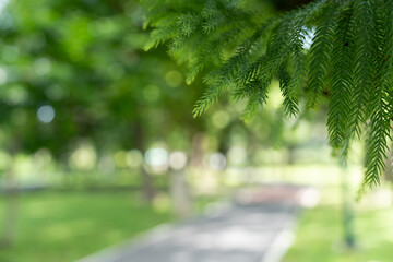 The green pine leaf stands out against a blurred background of a road and green trees