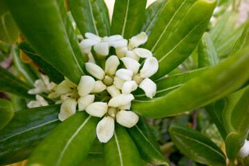 トベラの白い花