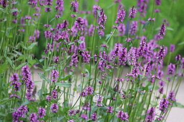 Obraz premium Close up of stachys officinalis, Betonica officinalis foliage.