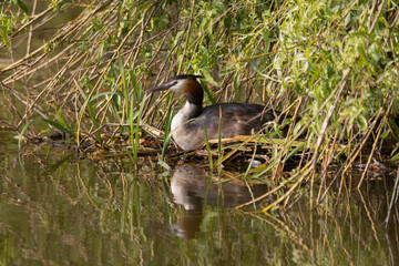 partly hidden in the overhanging branches of a tree is a birds nest on the water. The nest is that of a great crested grebe, Podiceps cristatus which is sitting on the eggs