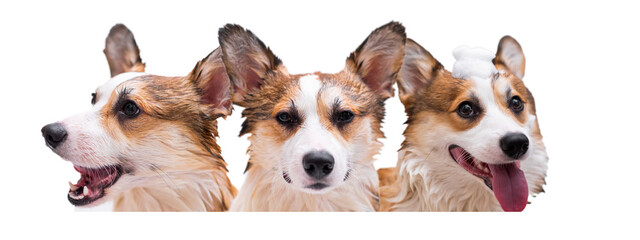 Funny portrait of Pembroke Welsh Corgi dog. A funny dog ​​with his tongue hanging out and foam on his head is bathing. Happy little dog. Free space for text. Layout of your product. Banner for design