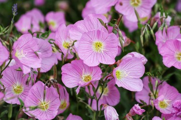 Pink Evening Primrose, Oenothera speciosa Pink Ladies. Close up.