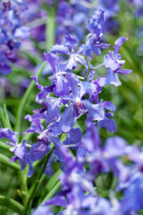 Blue Papilionanda orchid, a type of Vanda genus, against a black background. Close-up portrait of the plant.