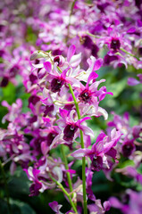 Blooming pink Dendrobium orchids in the tropical garden, illuminated by daylight. The blurred bokeh background enhances the vibrant beauty of the delicate flowers.