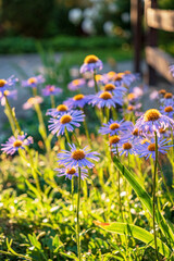 blue daisy in the garden