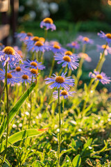 blue daisy in the garden