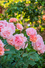 nice roses in the garden