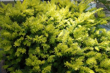 日本、東京の薬用植物園の植物　6月　2024年
