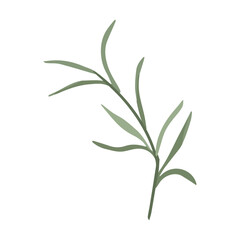 Obraz premium Lavender flower leaves, olive leaves for your design on a white background vector illustration