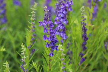 Baikal skullcap, scutellaria baicalensis, medicinal plant.