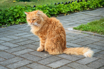 Fototapeta premium ginger cat in the garden