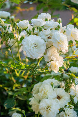 white roses in the garden