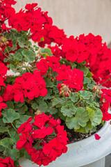 red pelargonium in the pot