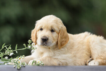 small newborn puppy 1 month old golden retriever labrador in a basket with a bouquet of flowers of peonies and bells. Happy Birthday Card